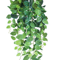 Plant Couture - Artificial Plants - Hanging Fittonia 90cm - Close Up 
