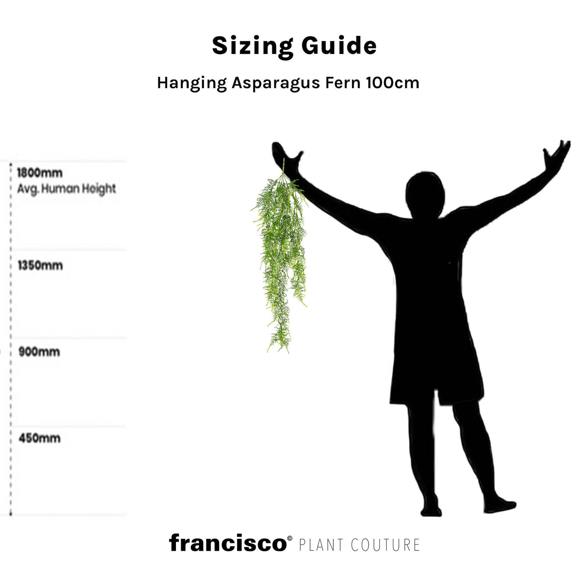 Hanging Asparagus Fern - 100cm