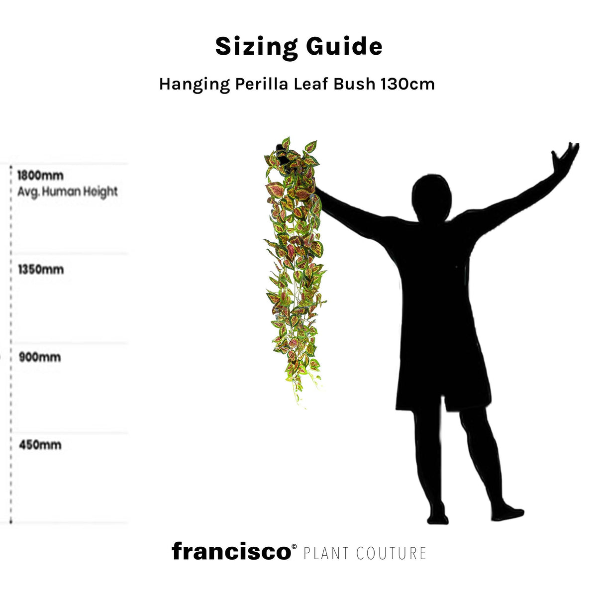 Hanging Perilla Leaf Bush - 130cm