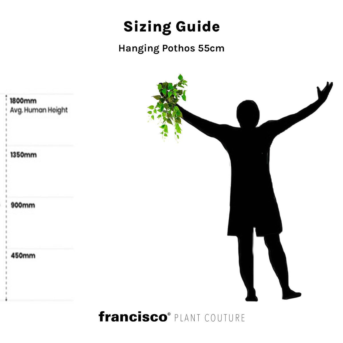 Hanging Pothos 55cm