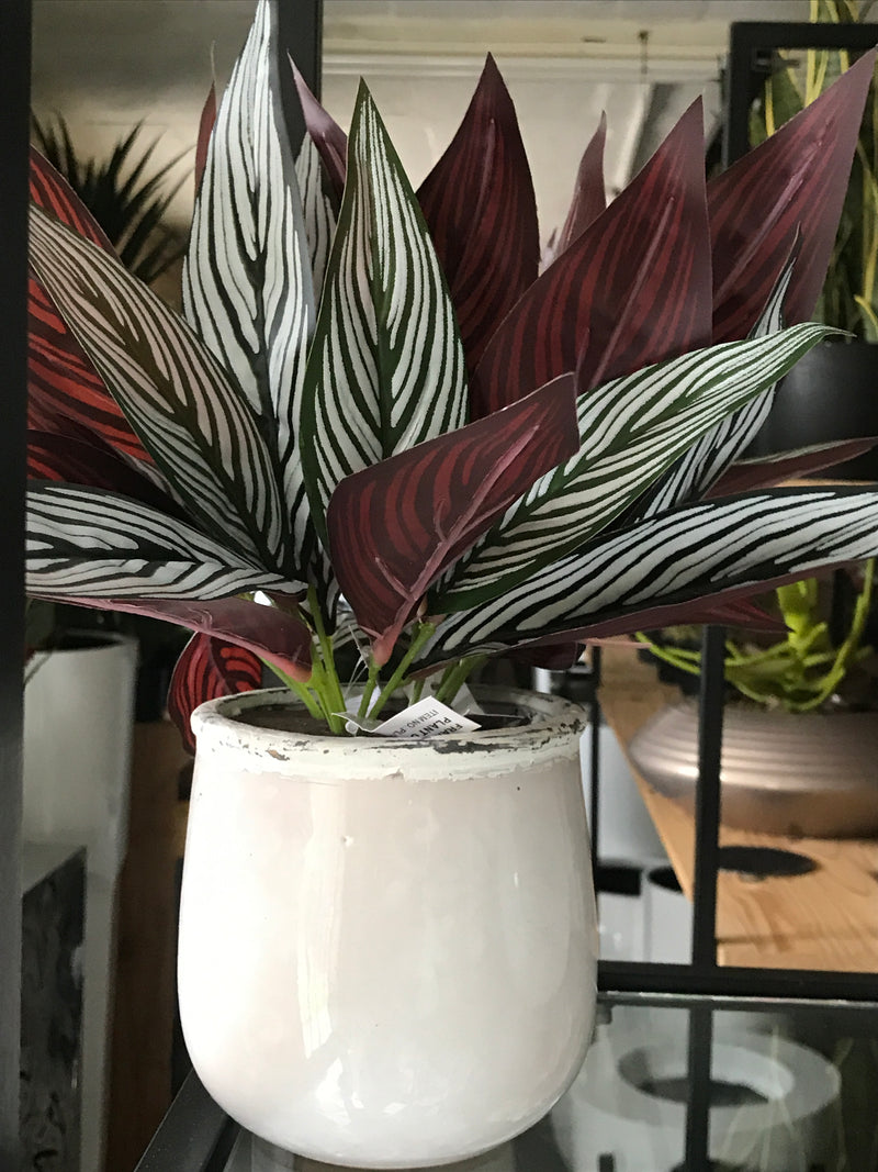 Plant Couture - Artificial Plants - Peacock Maranta Bush 30cm Real Touch - Lifestyle Image 