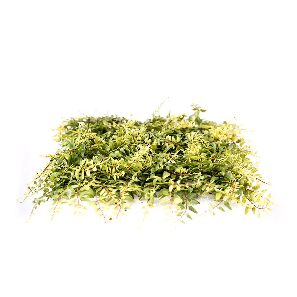 Plant Couture - Artificial Plants - Matting Fern 30cmx30cm