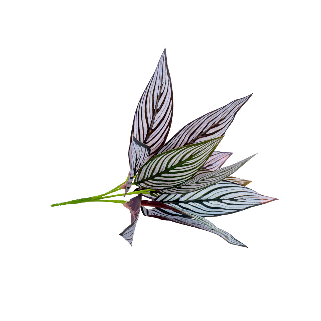 Plant Couture - Artificial Plants - Peacock Maranta Bush 30cm Real Touch - Side 