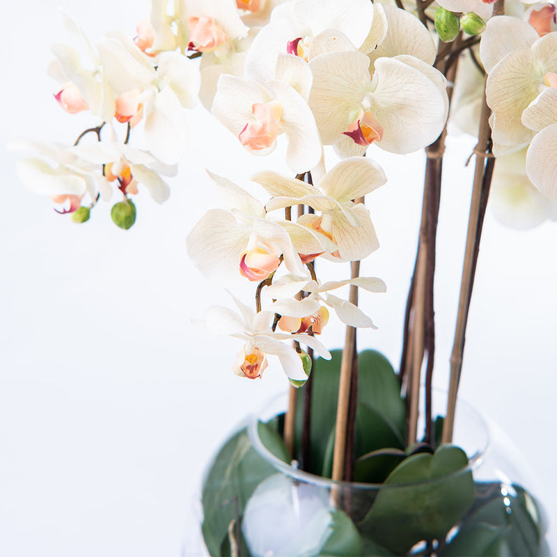 Eggshell Phalaenopsis Orchid - Silk Flower Arrangement