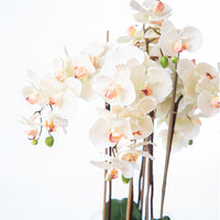 Eggshell Phalaenopsis Orchid - Silk Flower Arrangement