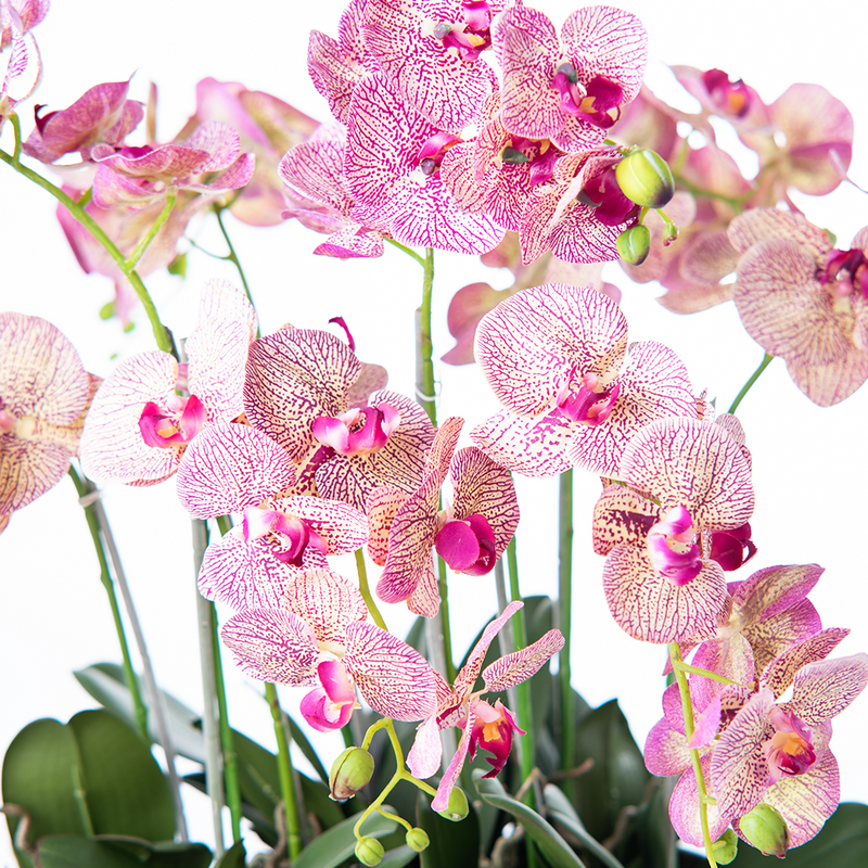 Close up of flowers of Artificial Speckled Pink Purple Phalaenopsis Orchid arrangement set in Silver Tin