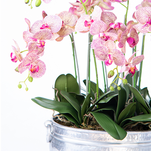 Close up of Artificial Speckled Pink Purple Phalaenopsis Orchid set in Silver Tin