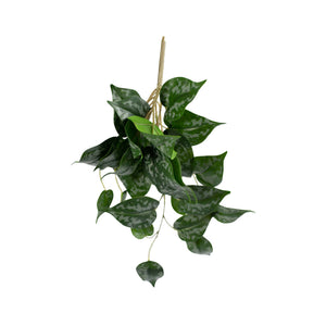 Spotted Scindapsus 40cm - Plant Couture - Artificial Plants