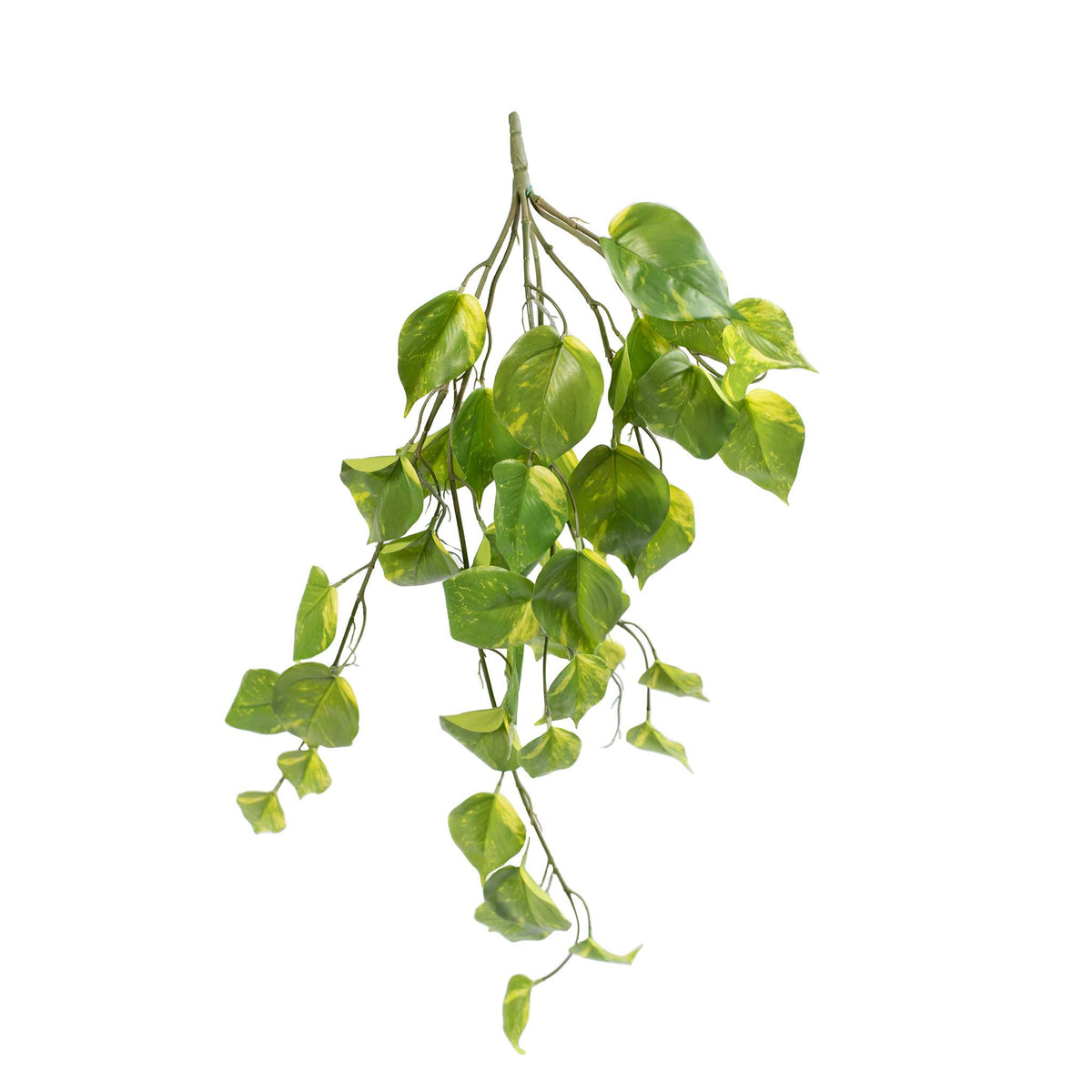 FAUX SCINDAPSIS 68CM WITH MARBLED/VARIEGATED  LEAVES