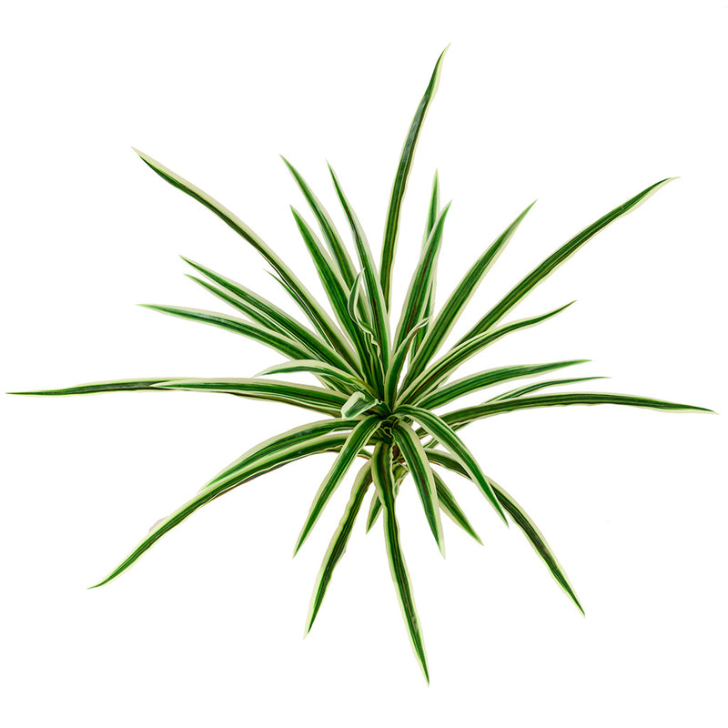Plant Couture - Artificial Plants - Spider Bush 42cm Green & White - Top