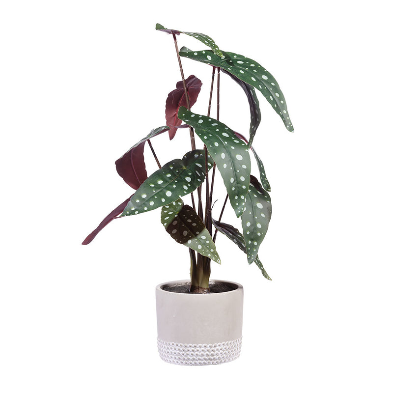 Spotted Begonia In Cement Pot 51cm - Plant Couture - Artificial Plants