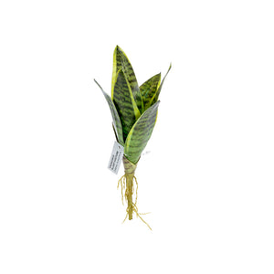 Plant Couture - Artificial Plants - Succulent Dwarf Sansevieria 25cm