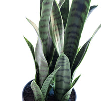 Plant Couture - Artificial Plants - Sansevieria Green 68cm - Close Up