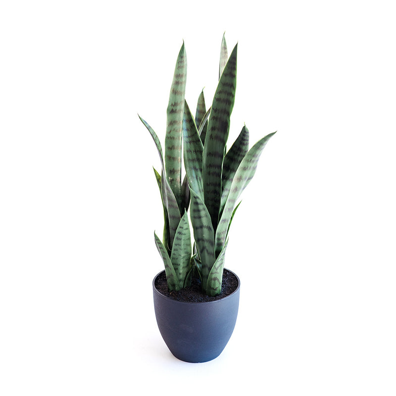 Plant Couture - Artificial Plants - Sansevieria Green 68cm