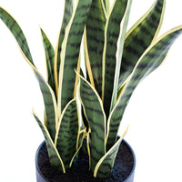 Plant Couture - Artificial Plants - Sansevieria Yellow Green 68cm - Close Up 