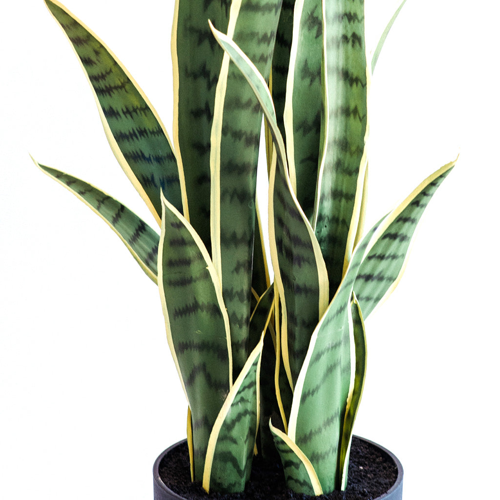 Plant Couture - Artificial Plants - Sansevieria Yellow Green 86cm - Close Up