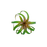 Plant Couture - Artificial Plants - Succulent Airplant 20cm