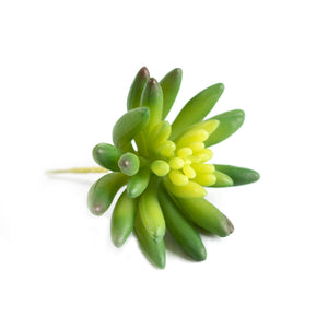 Plant Couture - Artificial Plants - Succulent Echiveria Hookerli 9cm - Right Side