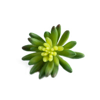 Plant Couture - Artificial Plants - Succulent Echiveria Hookerli 9cm