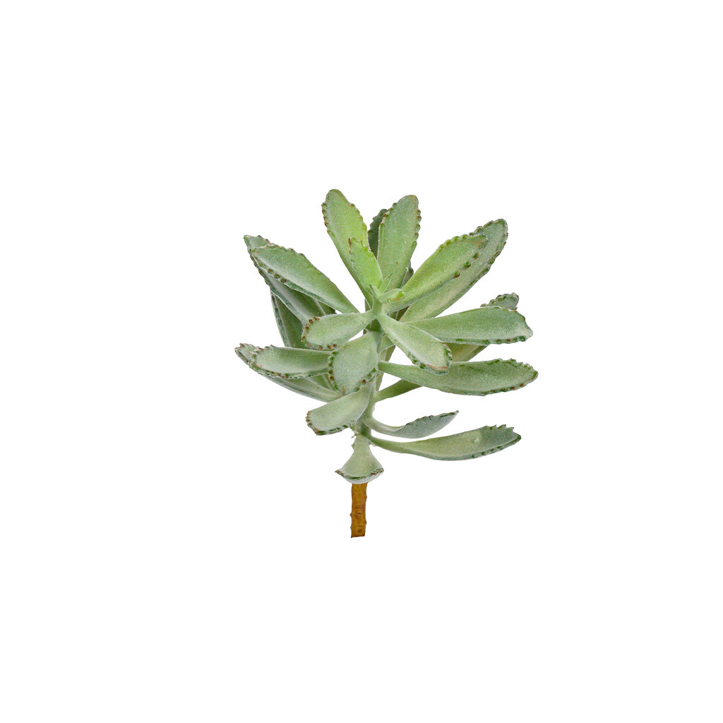 Plant Couture - Artificial Plants - Succulent Rabbit Ear 20cm