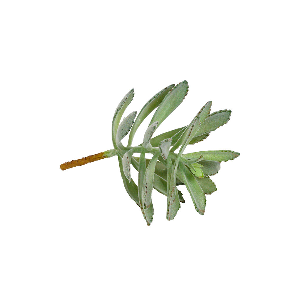 Plant Couture - Artificial Plants - Succulent Rabbit Ear 20cm