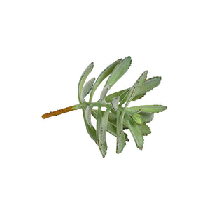 Plant Couture - Artificial Plants - Succulent Rabbit Ear 20cm