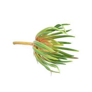 Plant Couture - Artificial Plants - Succulent Spiky 21cm - Side