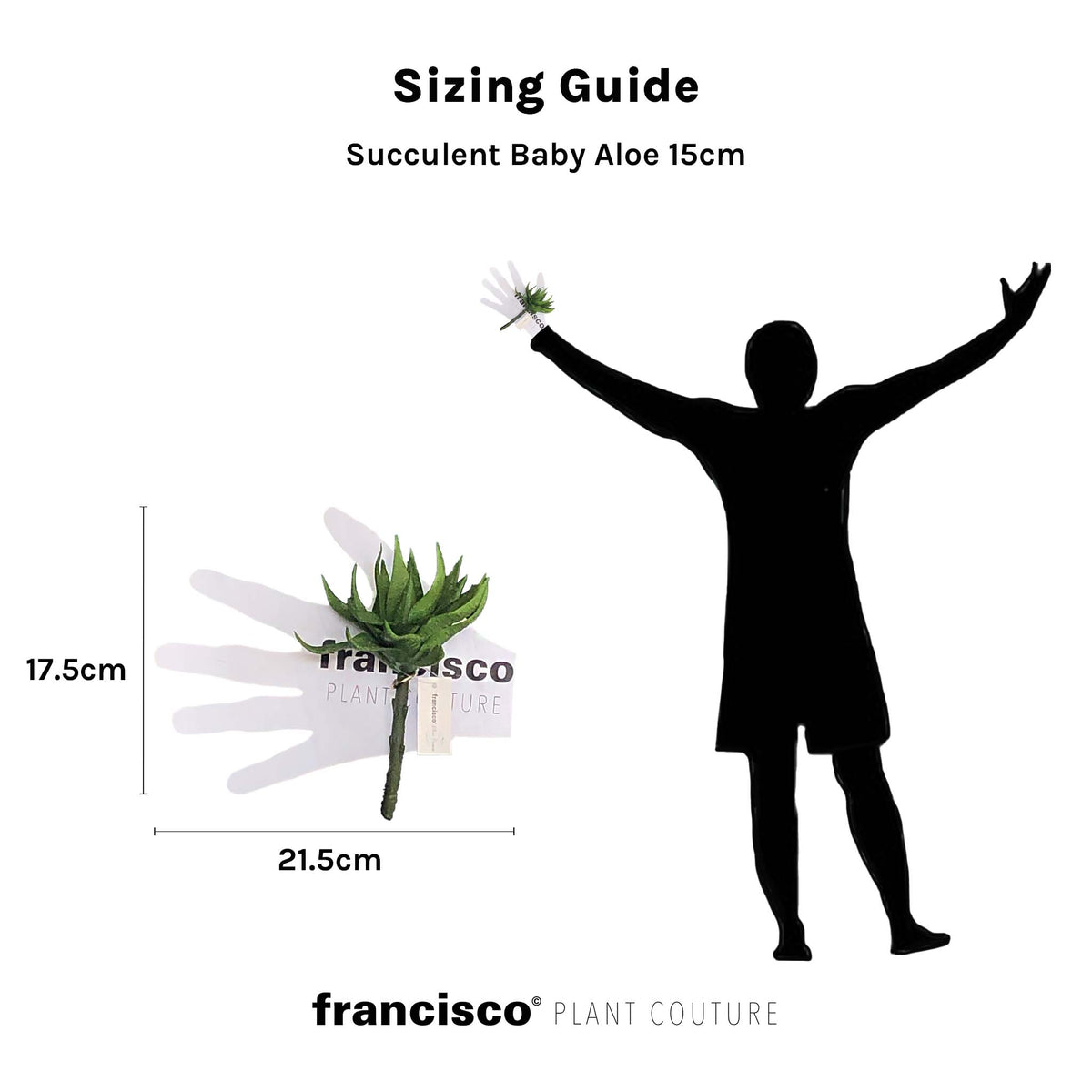 Succulent Baby Aloe - 15cm
