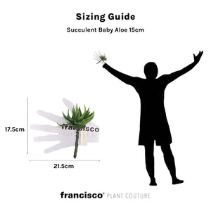 Succulent Baby Aloe 15cm - Plant Couture - Artificial Plants