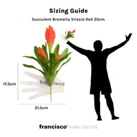 Succulent Bromelia Vriesia Red 35cm - Plant Couture - Artificial Plants
