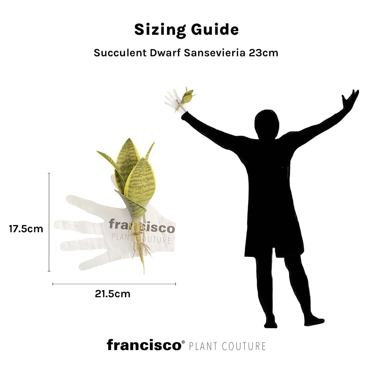 Succulent Dwarf Sansevieria - 23cm