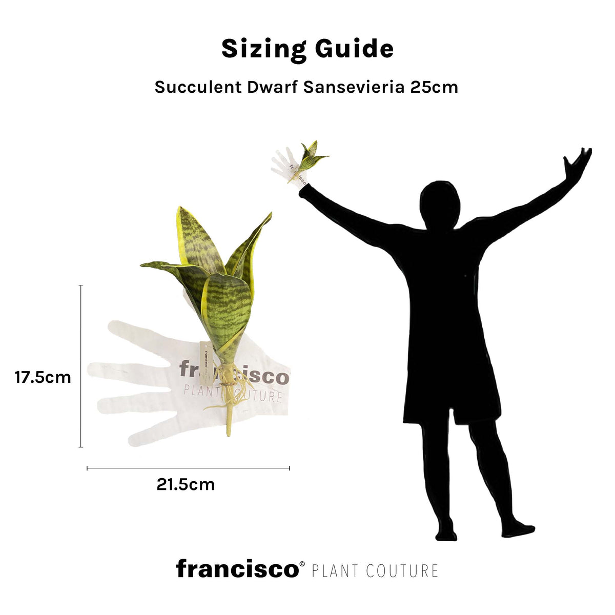 Succulent Dwarf Sansevieria - 25cm