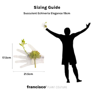 Succulent Echiveria Elegance 19cm - Plant Couture - Artificial Plants