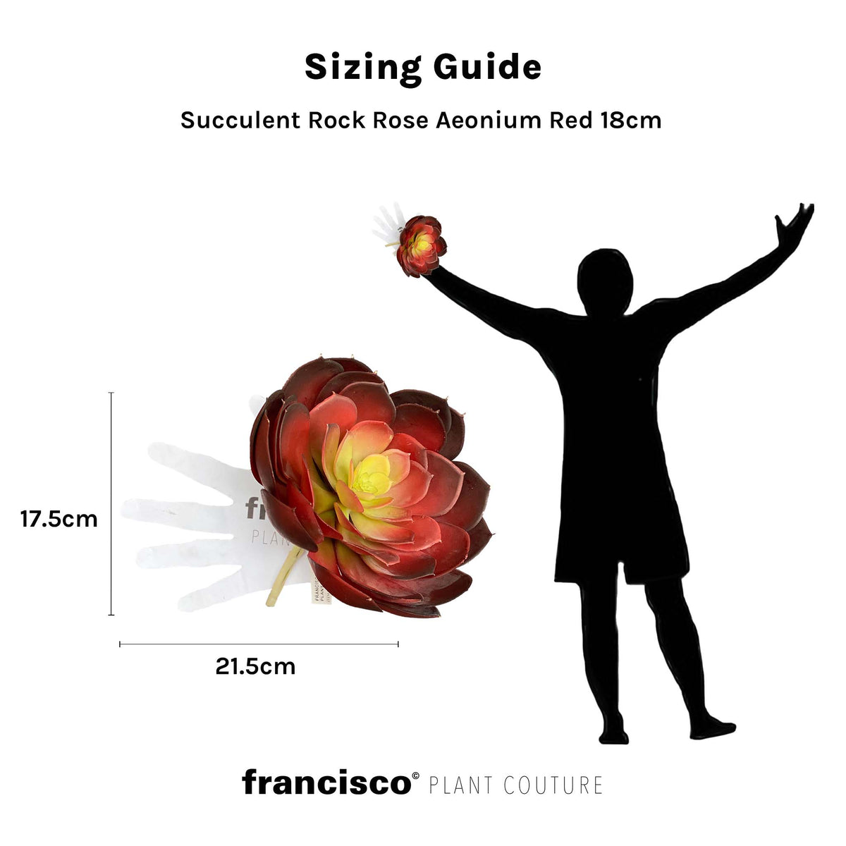 Succulent Rock Rose Aeonium Red - 18cm