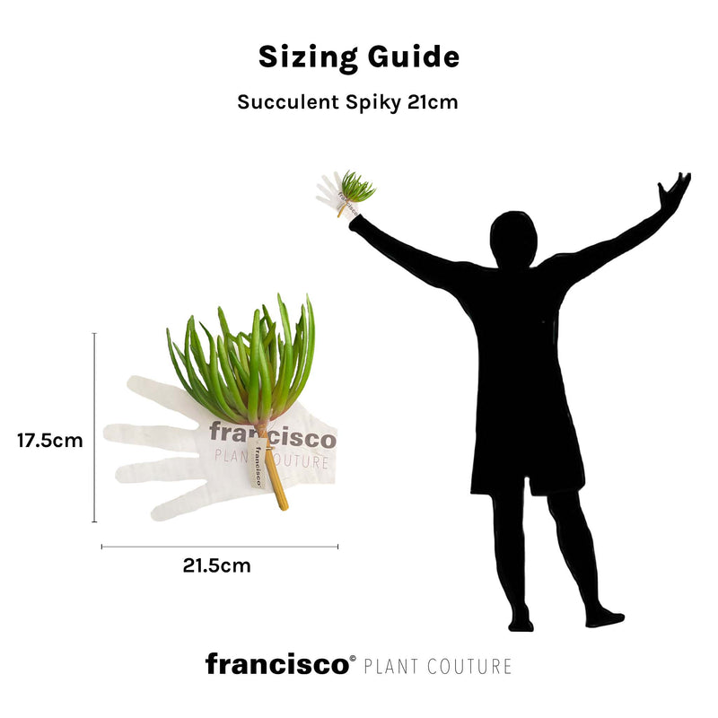 Succulent Spiky 21cm - Plant Couture - Artificial Plants