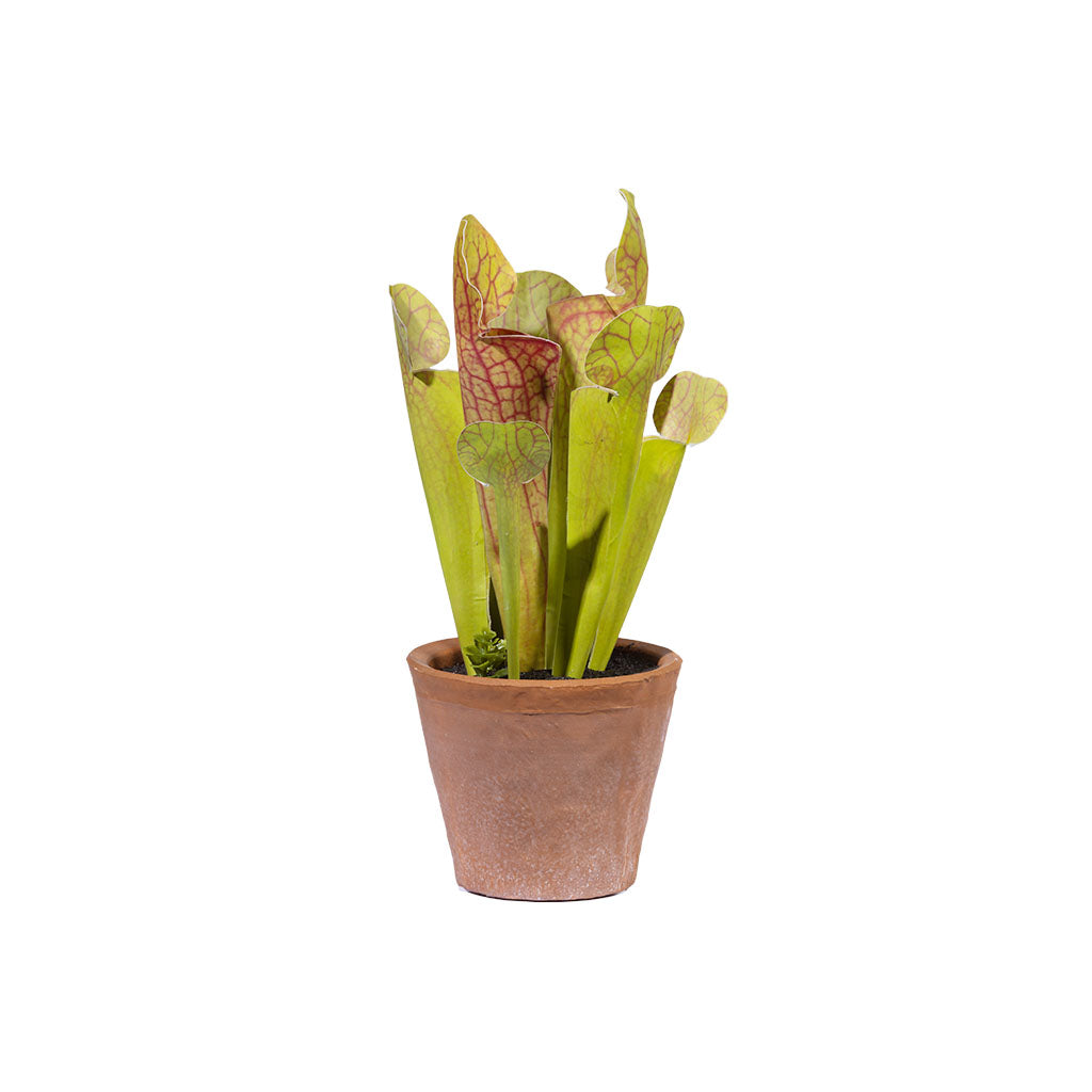 Trumpet Plant Orange in Terracotta Pot - 25cm