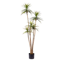 Yucca Tree 230cm - Plant Couture - Artificial Plants