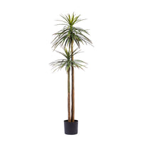 Yucca Tree 2 Branches 165cm - Plant Couture - Artificial Plants
