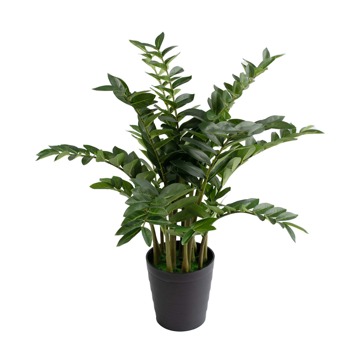 Zamifolia - 95cm