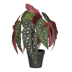 Plant Couture - Artificial Plants - Begonia Maculata 40cm