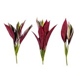 Filler Stromanthe Tri-Colour 36cm x 3 Stems - Plant Couture - Artificial Plants