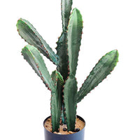Plant Couture - Artificial Plants - Cactus 59cm - Close Up 