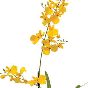 Plant Couture - Artificial Plants - Dancing Orchid 70cm Yellow - Close Up 