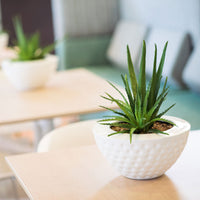 Plant Couture - Pots & Planters - Doma - Lifestyle Image 