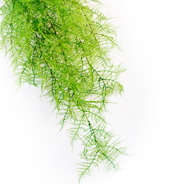 Plant Couture - Artificial Plants - Hanging Fern Green 112cm - Close Up 