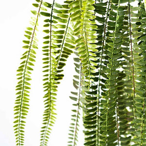 Plant Couture - Artificial Plants - Hanging Fern 165cm - Close Up 