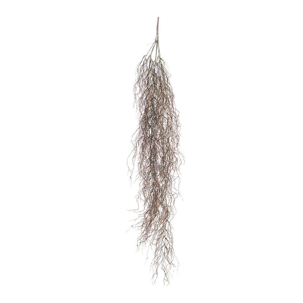Hanging Rhisallis - 120cm