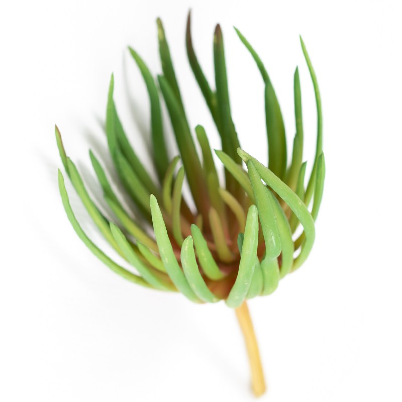 Plant Couture - Artificial Plants - Succulent Spiky 21cm - Top