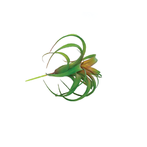 Plant Couture - Artificial Plants - Succulent Airplant 20cm - Side 