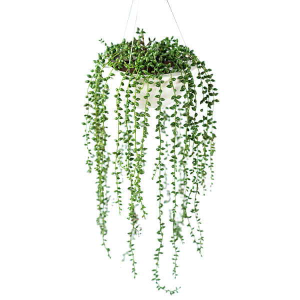 Plant Couture - Artificial Plant & Pot Combo - Valli Hanging Pot with Seedvine - Closeup